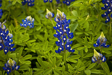 Bluebonnet Close-up, Hill Country, TX